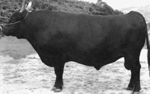 Wagyu 101 - Lone Mountain Cattle