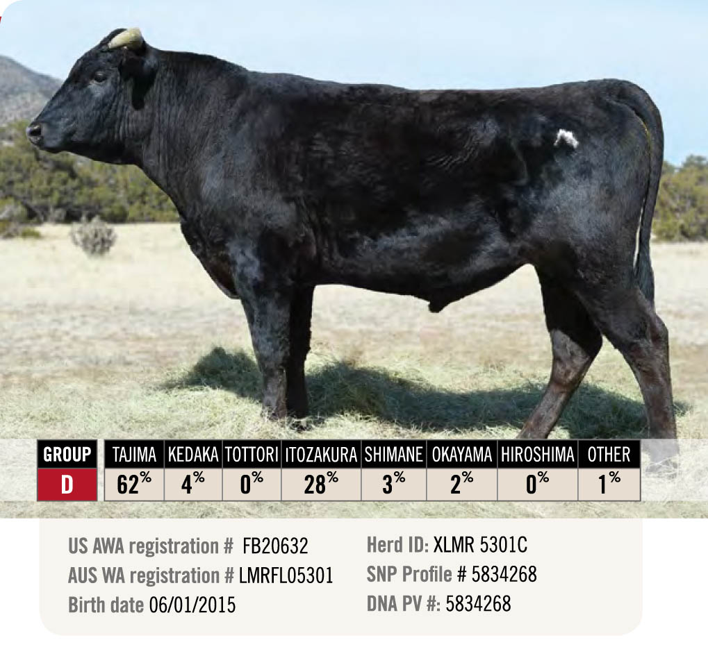 LMCC-Sire-4 - Lone Mountain Cattle